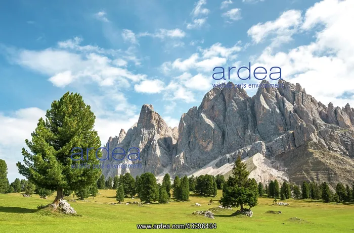 : Mountain meadow near Gschnagenhardt Alm, in the : Mountain meadow near Gschnagenhardt Alm, in the