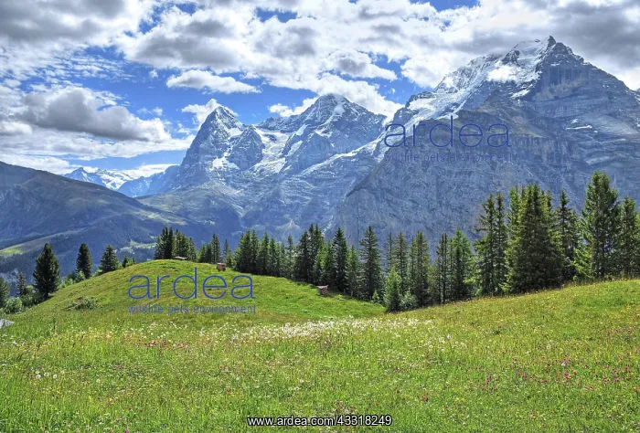 : Mountain meadow in front of the triumvirate of the : Mountain meadow in front of the triumvirate of the
