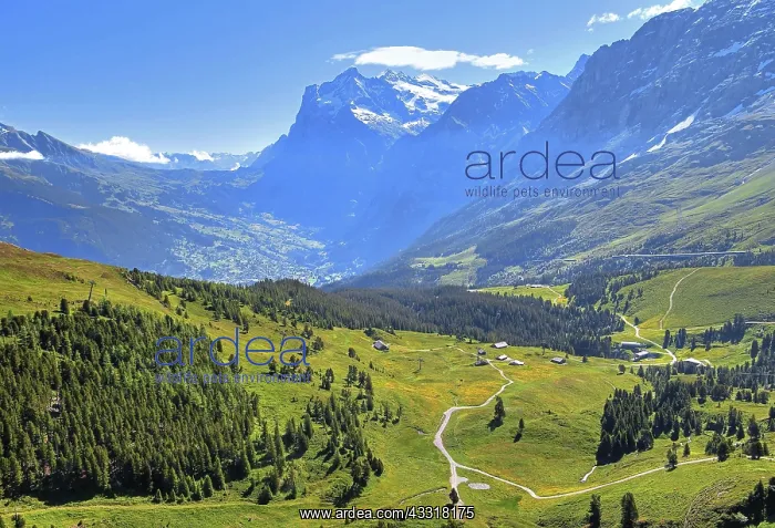 : Mountain meadows on the Kleine Scheidegg with Wetterhorn : Mountain meadows on the Kleine Scheidegg with Wetterhorn