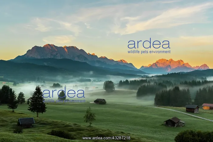 : Mountain meadows with small huts in light ground : Mountain meadows with small huts in light ground