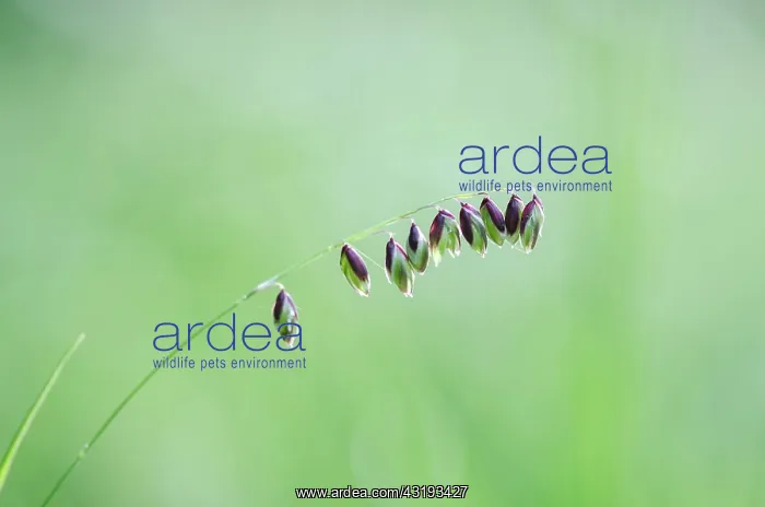 : Mountain Melick (Melica nutans) Spikelet - Bourgogne : Mountain Melick (Melica nutans) Spikelet - Bourgogne