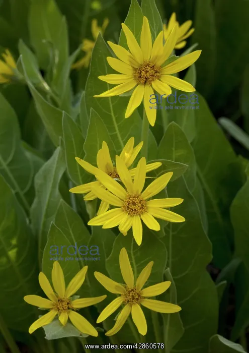 : Mountain Mule Ears - in flower : Mountain Mule Ears - in flower