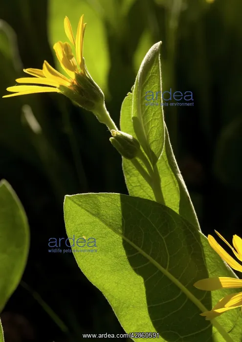  : Mountain Mule Ears - in flower