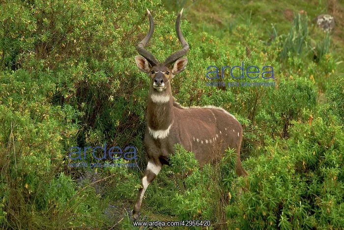 : Mountain Nyala : Mountain Nyala