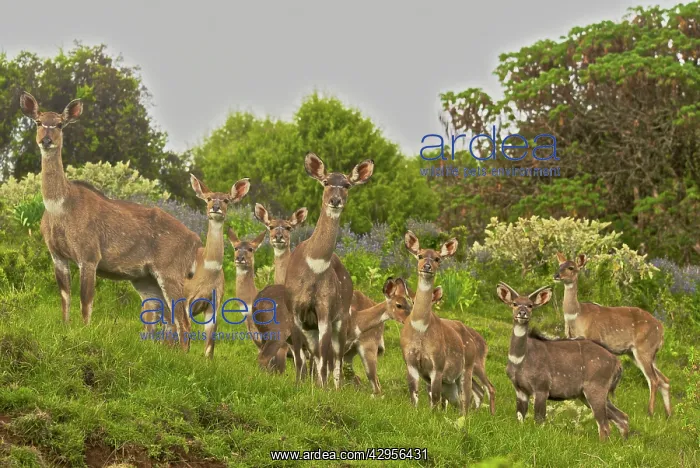 : Mountain Nyala : Mountain Nyala