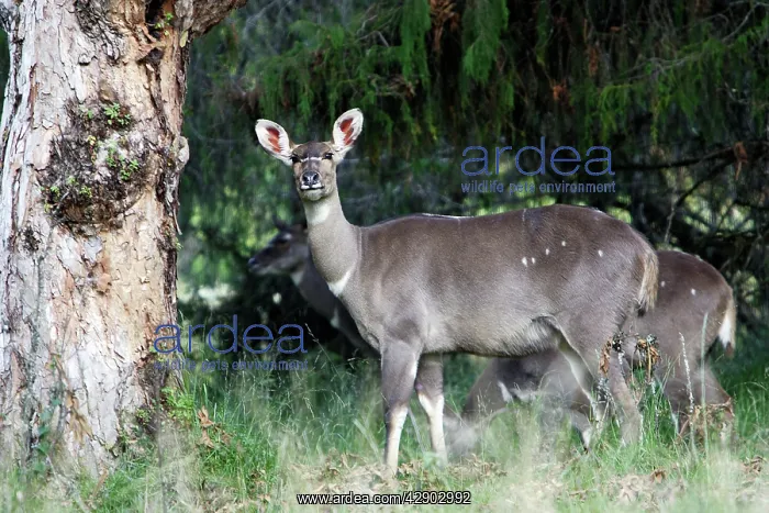 : Mountain Nyala - female : Mountain Nyala - female