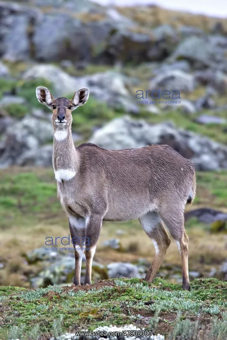 : Mountain Nyala - female : Mountain Nyala - female