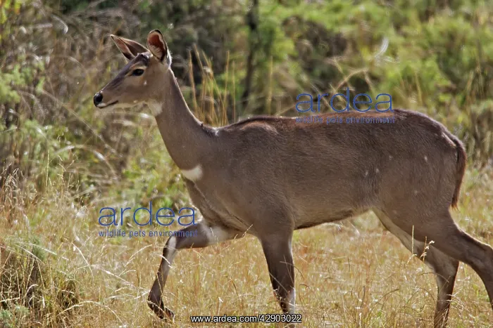 : Mountain Nyala - female : Mountain Nyala - female