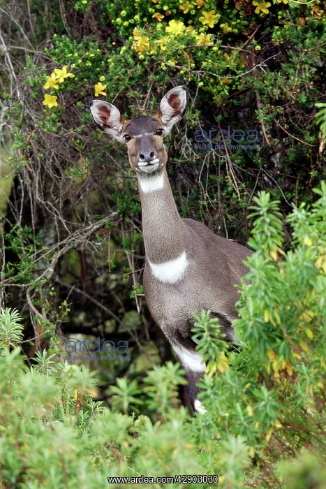 : Mountain Nyala - female : Mountain Nyala - female