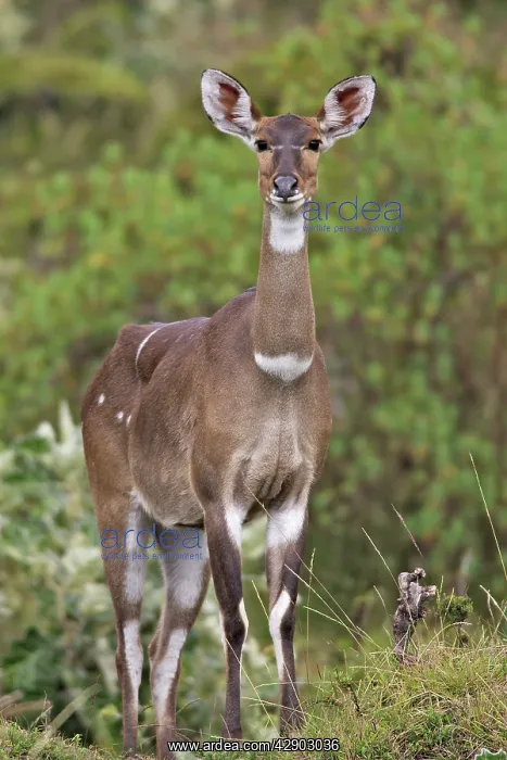  : Mountain Nyala - female