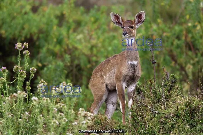 : Mountain Nyala - female : Mountain Nyala - female