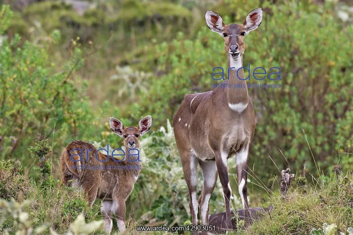 : Mountain Nyala - female & young : Mountain Nyala - female & young