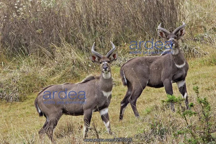 : Mountain Nyala - male : Mountain Nyala - male