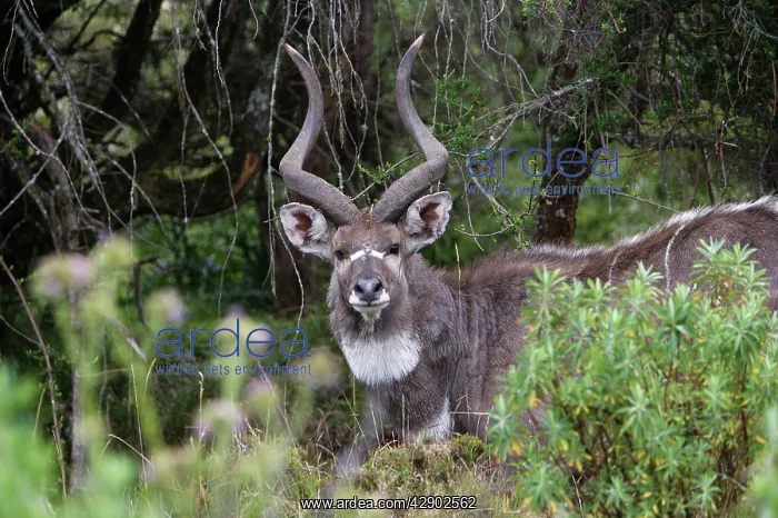 : Mountain Nyala - male : Mountain Nyala - male