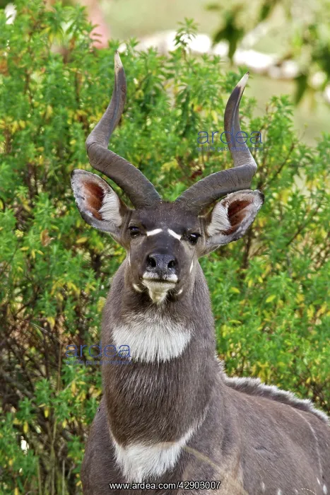: Mountain Nyala - male : Mountain Nyala - male