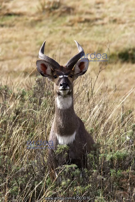 : Mountain Nyala - male : Mountain Nyala - male