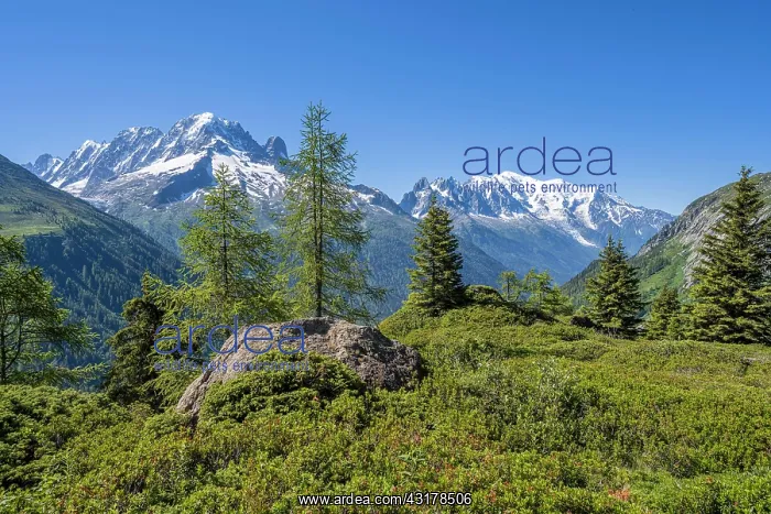 : Mountain panorama from Aiguillette des Posettes : Mountain panorama from Aiguillette des Posettes