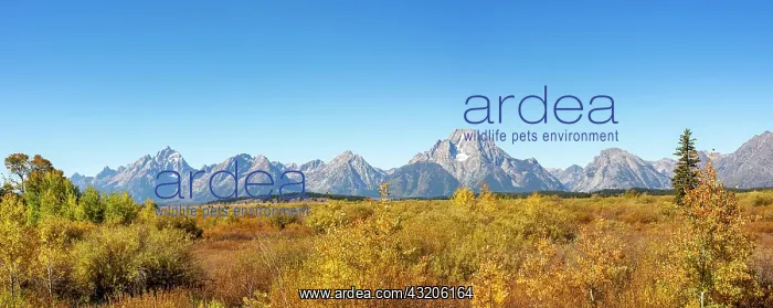  : Mountain panorama with Mount Moran and Grand Teton