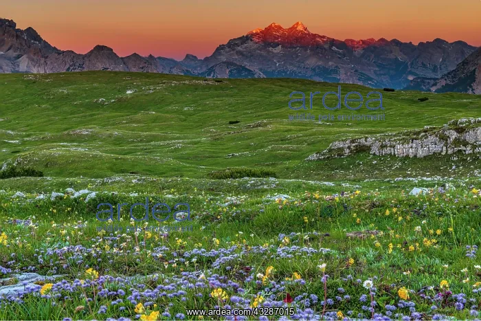 : Mountain panorama at sunrise with flower meadow : Mountain panorama at sunrise with flower meadow