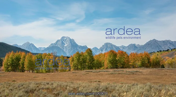 : Mountain panorama of the Teton Range, summit of : Mountain panorama of the Teton Range, summit of