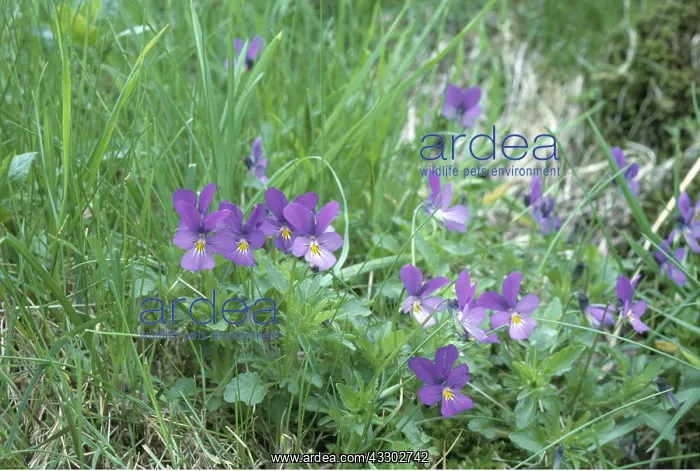 : MOUNTAIN PANSY : MOUNTAIN PANSY