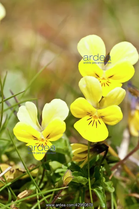 : Mountain Pansy - Close up of flower spikes on the Machair : Mountain Pansy - Close up of flower spikes on the Machair