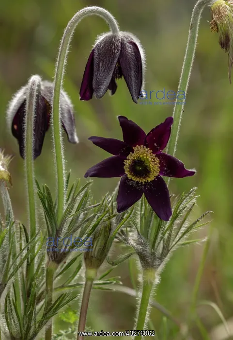 : Mountain Pasque Flower, Pulsatilla montana in flower : Mountain Pasque Flower, Pulsatilla montana in flower