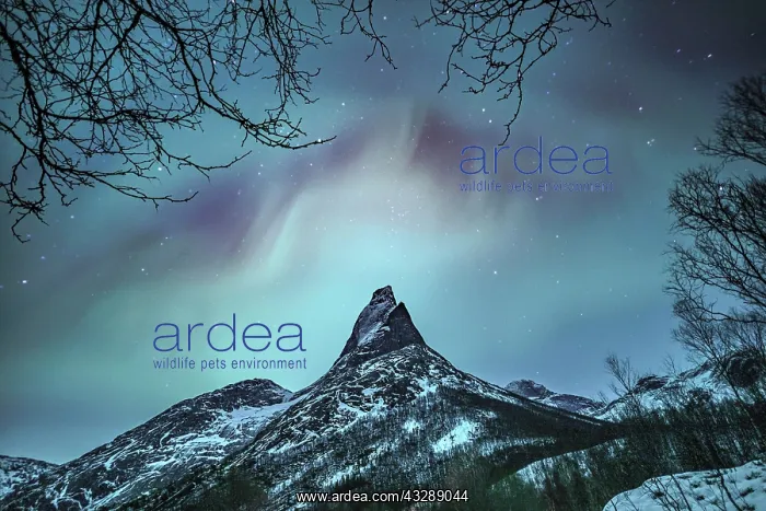 : Mountain peak (Aurora borealis) Stetind, arctic : Mountain peak (Aurora borealis) Stetind, arctic