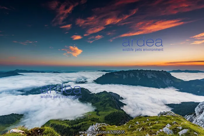 : Mountain peak with sea of fog at sunrise, Wilder : Mountain peak with sea of fog at sunrise, Wilder
