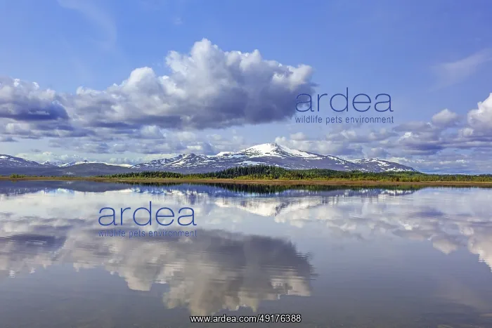  : Mountain peak Storsnasen in the Snasahogarna mountain range reflected in Lake Annsjon