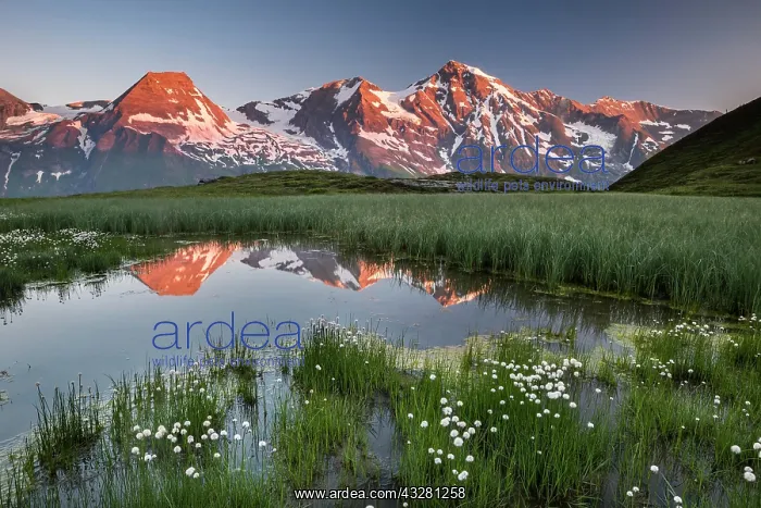: Mountain peaks are reflected in a small pond, sunrise : Mountain peaks are reflected in a small pond, sunrise