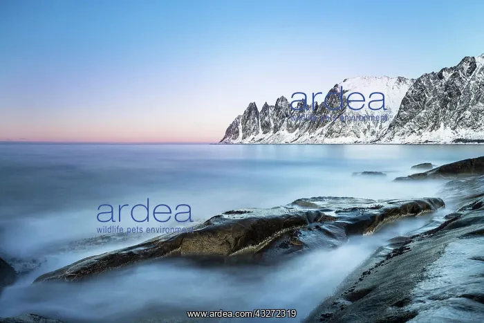 : Mountain peaks at Tungeneset, Devil's Teeth, Okshornan : Mountain peaks at Tungeneset, Devil's Teeth, Okshornan