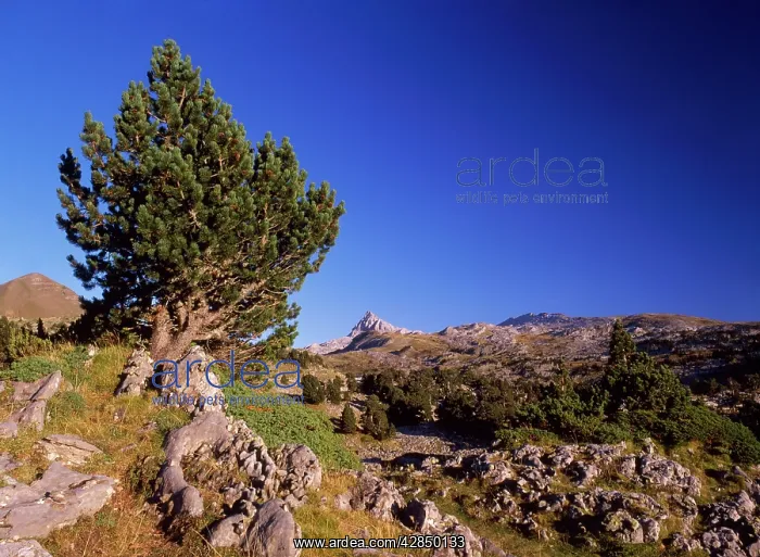 : Mountain Pine - tree form of Pinus mugo : Mountain Pine - tree form of Pinus mugo