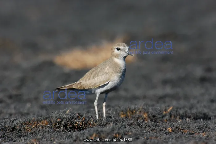 : Mountain Plover : Mountain Plover