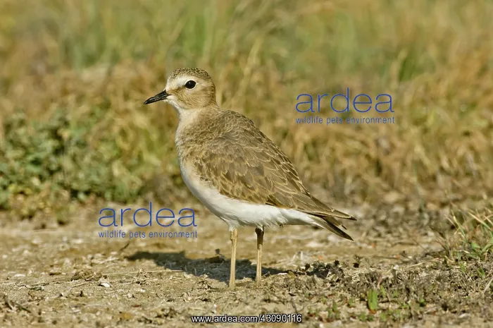 : Mountain Plover : Mountain Plover
