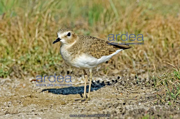 : Mountain Plover : Mountain Plover