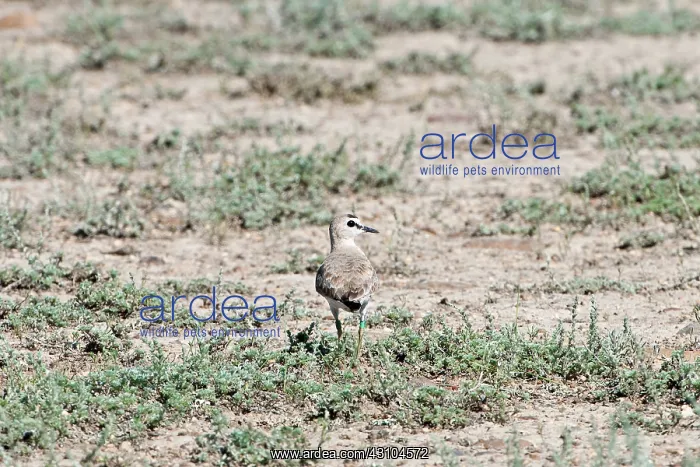 : Mountain plover : Mountain plover