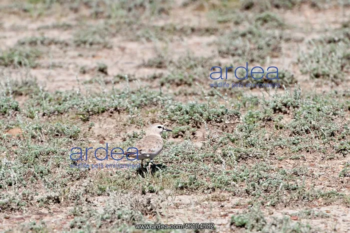 : Mountain plover : Mountain plover
