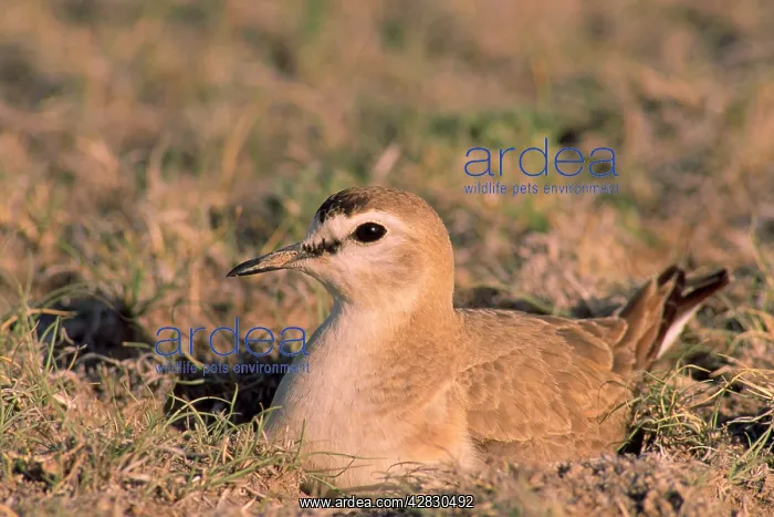 : Mountain Plover - male on nest : Mountain Plover - male on nest