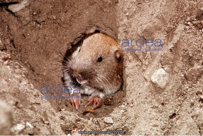 : MOUNTAIN POCKET GOPHER : MOUNTAIN POCKET GOPHER