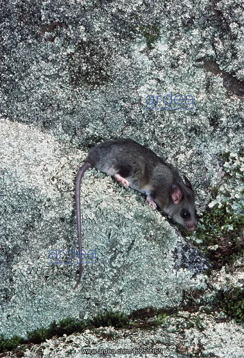: MOUNTAIN PYGMY POSSUM : MOUNTAIN PYGMY POSSUM