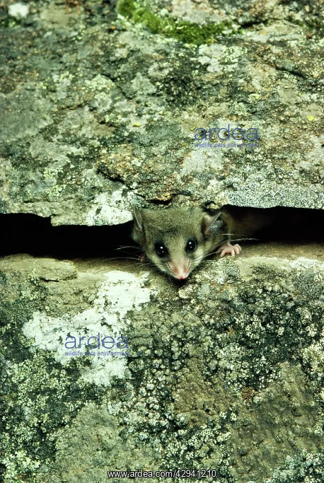 : Mountain pygmy-possum (Burramys parvus). Kosciuszko : Mountain pygmy-possum (Burramys parvus). Kosciuszko