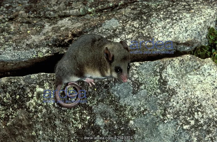 : Mountain pygmy-possum (Burramys parvus). Kosciuszko : Mountain pygmy-possum (Burramys parvus). Kosciuszko