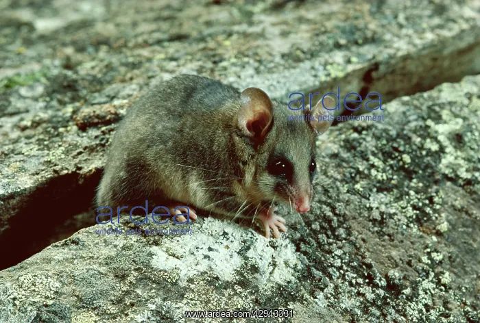 : Mountain pygmy-possum (Burramys parvus). Kosciuszko : Mountain pygmy-possum (Burramys parvus). Kosciuszko