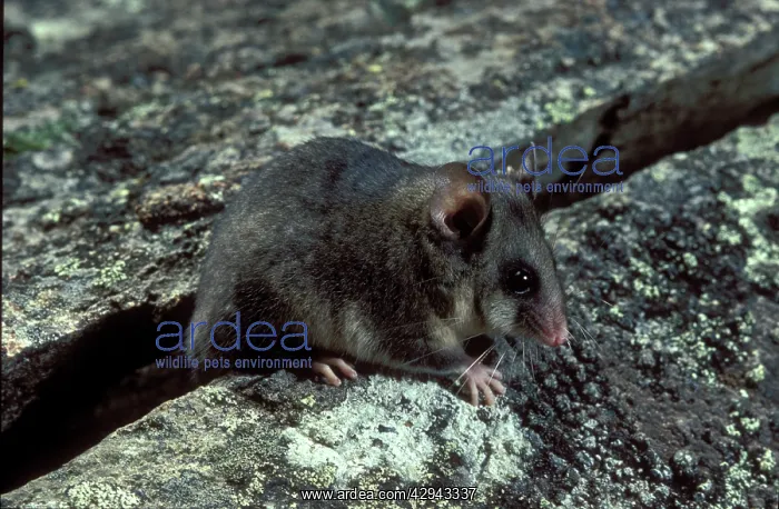 : Mountain pygmy-possum (Burramys parvus). Kosciuszko : Mountain pygmy-possum (Burramys parvus). Kosciuszko