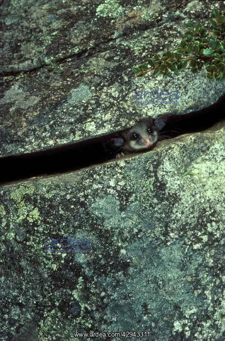 : Mountain pygmy-possum (Burramys parvus) in crevice : Mountain pygmy-possum (Burramys parvus) in crevice