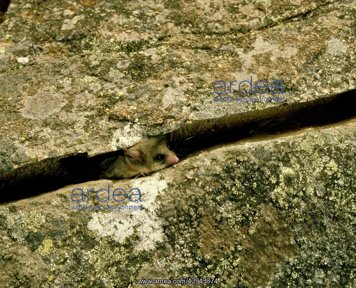  : Mountain pygmy-possum (Burramys parvus) hiding