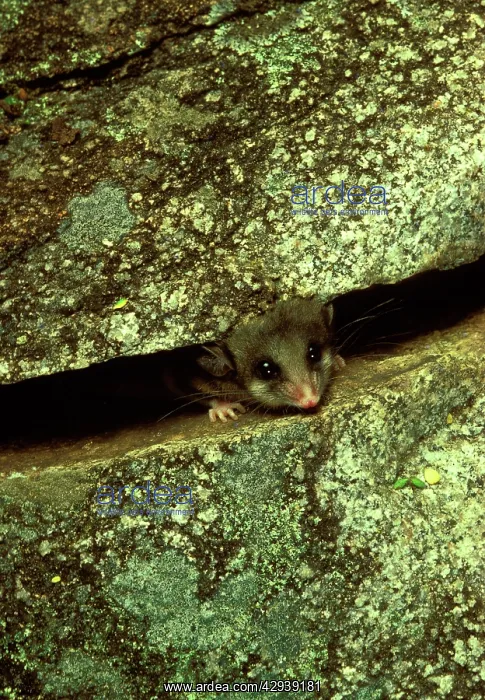 : Mountain pygmy-possum (Burramys parvus) lives in : Mountain pygmy-possum (Burramys parvus) lives in