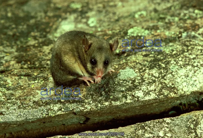 : Mountain pygmy-possum (Burramys parvus) lives in : Mountain pygmy-possum (Burramys parvus) lives in