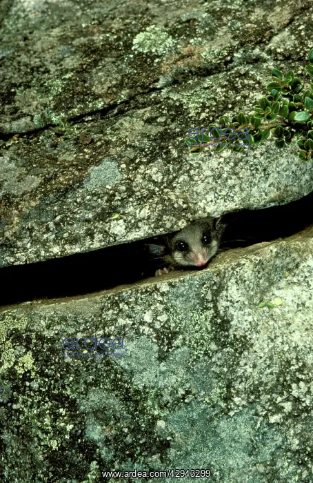 : Mountain pygmy-possum (Burramys parvus) lives in : Mountain pygmy-possum (Burramys parvus) lives in